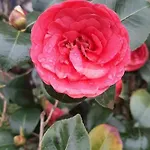 בית נופש Vivienda Vacacional Las Vinas *