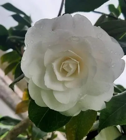 Vivienda Vacacional Las Vinas *