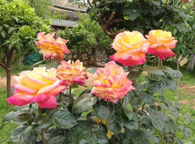 別荘 Vivienda Vacacional Las Vinas *