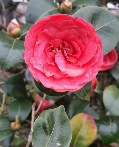 別荘 Vivienda Vacacional Las Vinas *