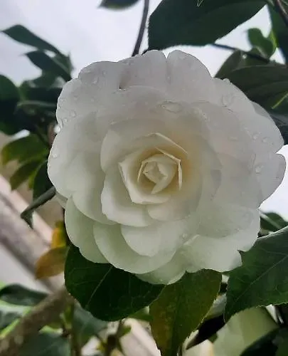 Vivienda Vacacional Las Vinas *