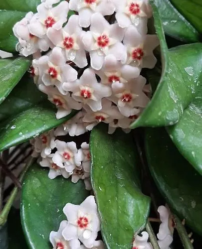 Vivienda Vacacional Las Vinas * オビエド