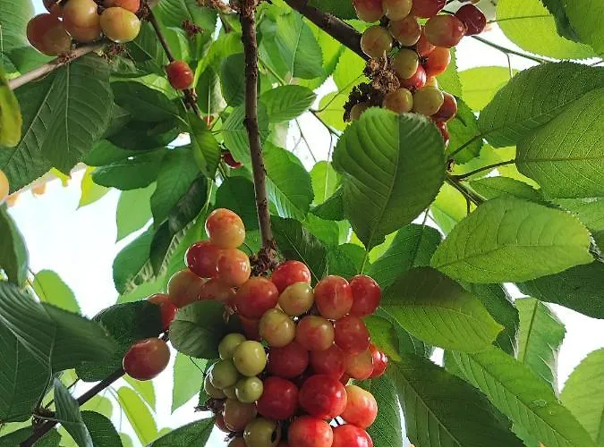 Vivienda Vacacional Las Vinas オビエド